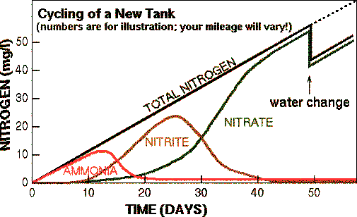 fish-tank-nitrogen-cycle